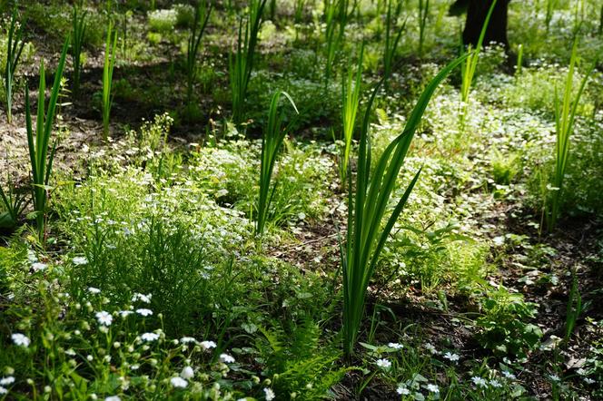 Tak wygląda park w dolinie Ślepiotki w Katowicach