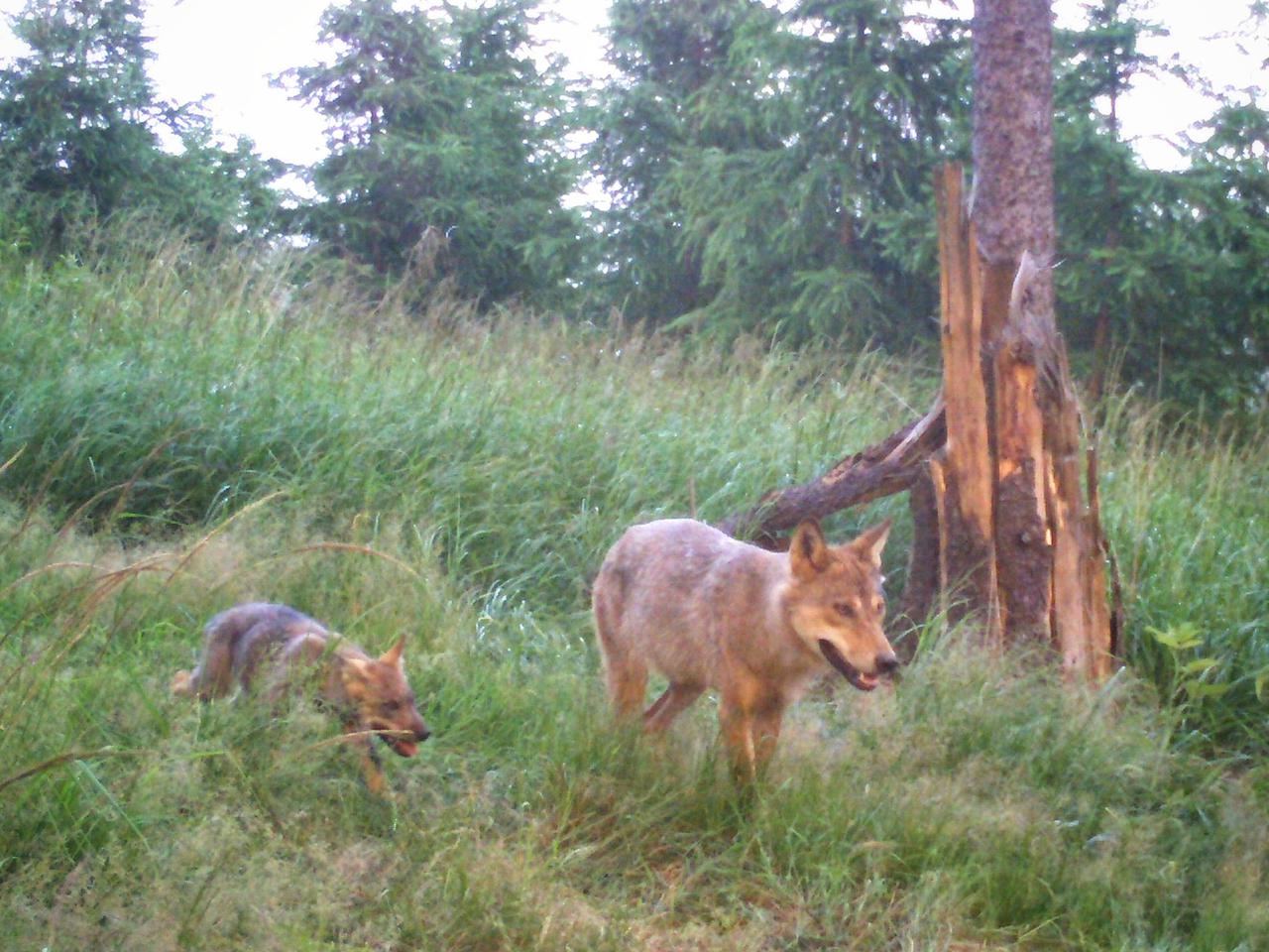 Młode wilki w lesie pod Wałbrzychem. Nagrała je fotopułapka [NAGRANIE] 