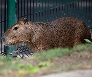 Kapibary przejmują łódzkie ZOO! Do dwóch samic dołączył samiec