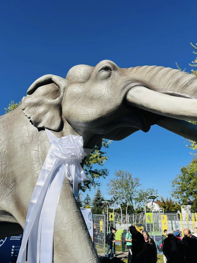 Odsłonięta figura słonia leśnego w Grodzisku Mazowieckim