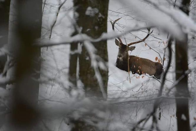 W Bieszczadach śniegu po pachy. Co na to zwierzęta?