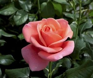 Zaskakujące wieści, chodzi o księżną Kate! Niesamowita moc