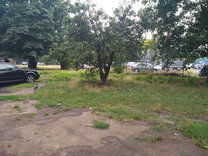 Wzdłuż parkingu Centrum Handlowego Arena wyrosną drzewa