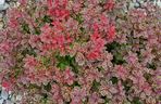 Berberys Thunberga 'Coronita'