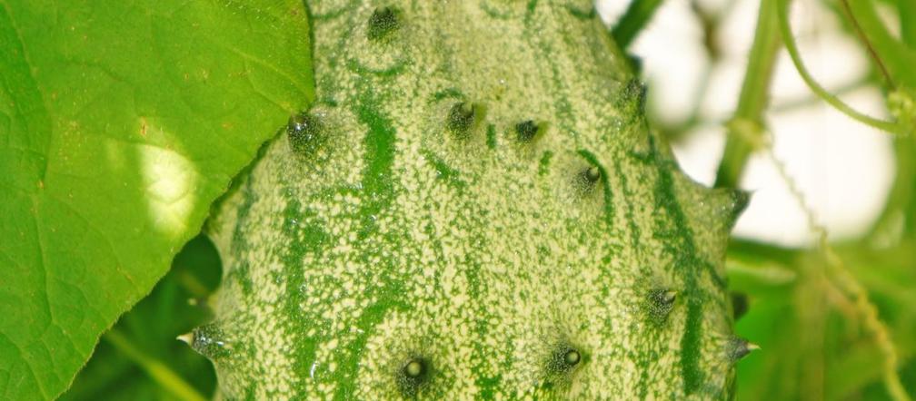 Kiwano