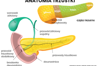 Anatomia trzustki