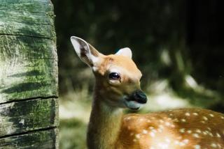 Jelonki Sika z warszawskiego ZOO