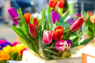 Tulipany z okazji Dnia Kobiet 2024 - co oznaczają kolory? Łatwo popełnić gafę!