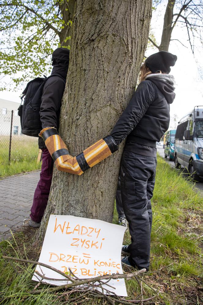 Ekolodzy przykuli się do drzew