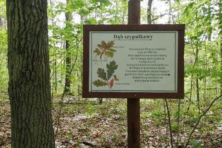 Nowa atrakcja na Mazurach. Otwarto ścieżkę prowadzącą do węzła obronnego