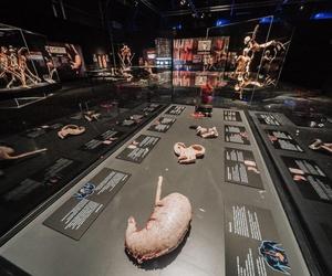 Kontrowersyjna wystawa Body Worlds wraca do Katowic. Zobaczymy ją w galerii Szyb Wilson