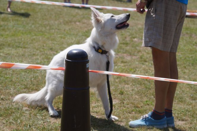 Psia radość i ludzkie serca. Myślęcinek pełen dobrych ludzi i ich czworonogów