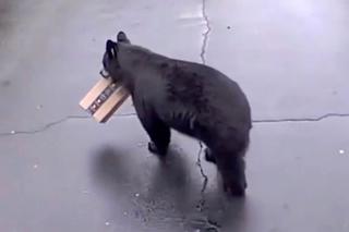 Niedźwiedź-żłodziej grasuje w Connecticut