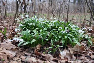 W Ogrodzie Saskim w Lublinie widać już wiosnę? Szukaliśmy jej oznak