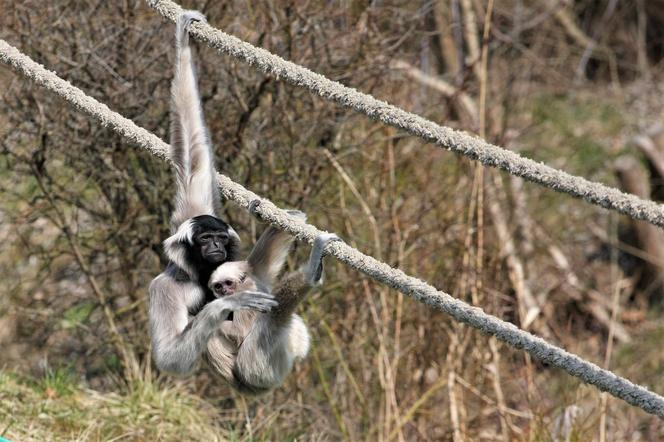 To Chłopak! Poznaliśmy płeć gibona z płockiego zoo