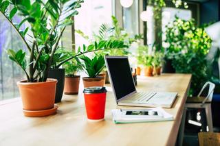 Niezniszczalne rośliny do biura – zielona dekoracja urzędów, instytucji i powierzchni biurowych