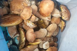 Grzyby są już w woj. lubelskim!