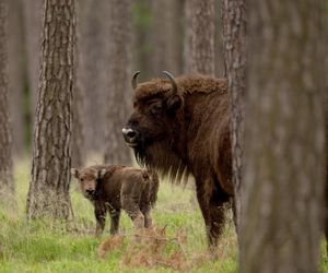 Puszcza Białowieska – ostatnia taka puszcza w Europie