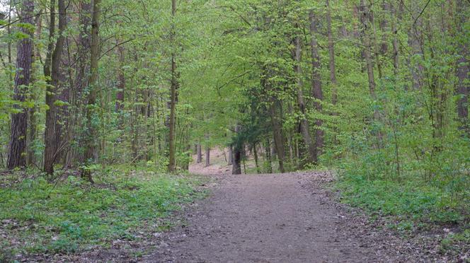 Leży w pobliżu centrum Olsztyna i wygląda bajecznie wiosną. Zobacz piękny rezerwat Mszar [ZDJĘCIA]