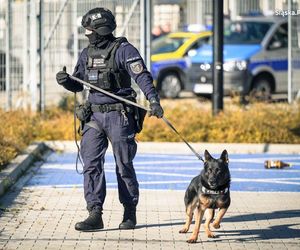 Te psy to superbohaterowie. Pełnią służbę w Policji Śląskiej i są elitą w całej Polsce 