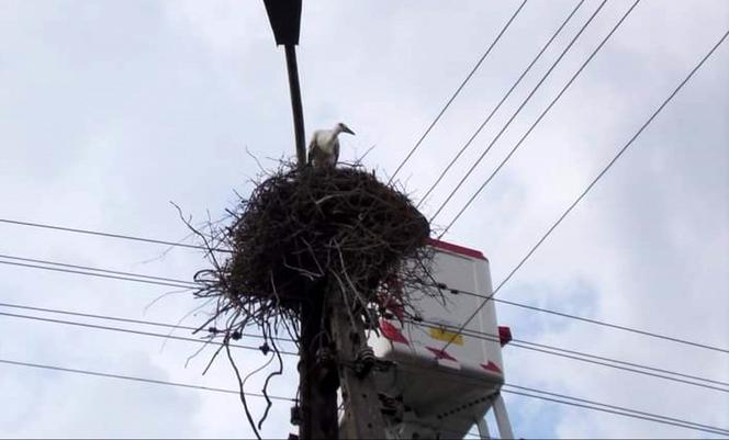 Horodnianka. Elektromonterzy uratowali młodego bociana