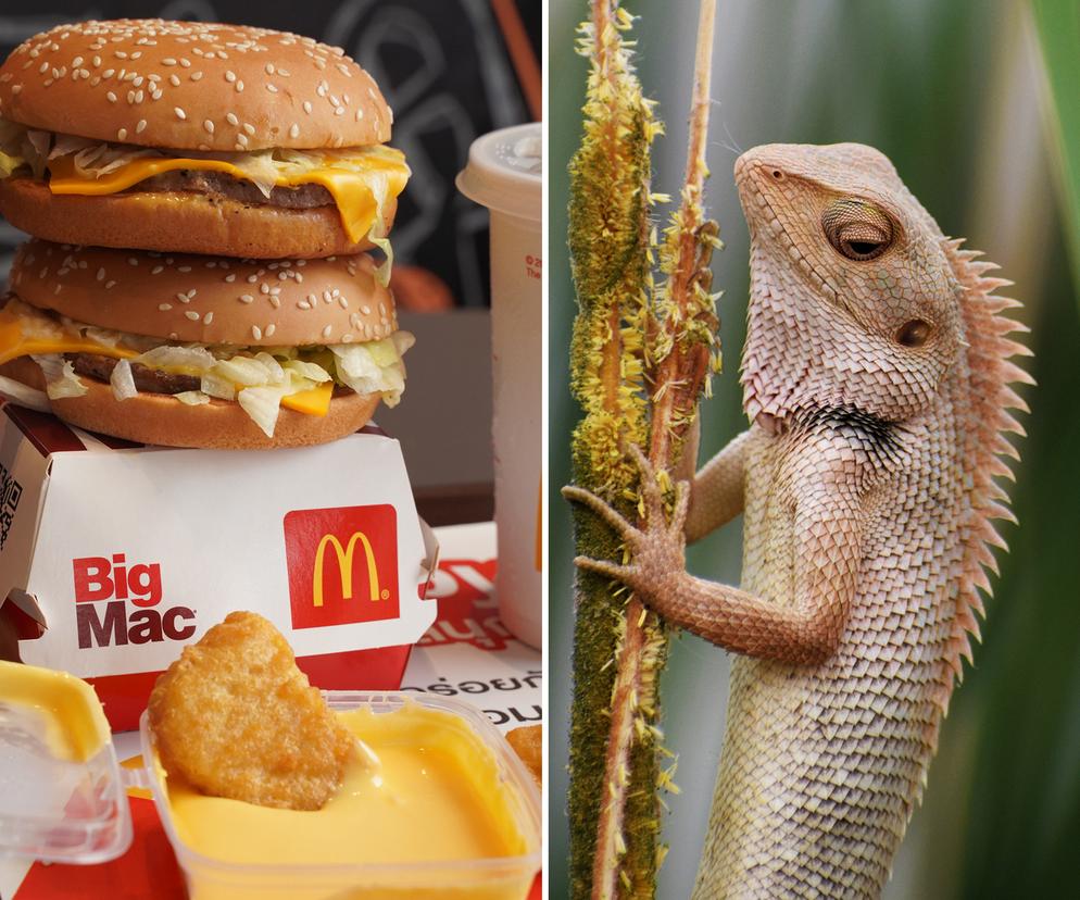 Skandal w McDonald's. Kobieta znalazła w burgerze martwą jaszczurkę