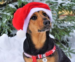 Choinka za wsparcie schroniska? Nadchodzi kolejna edycja akcji Przynieś smaka za świątecznego krzaka