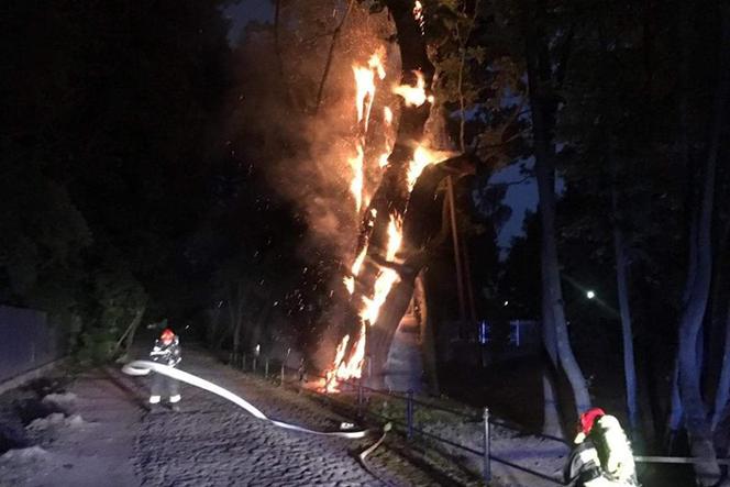 Pożar pomnika przyrody