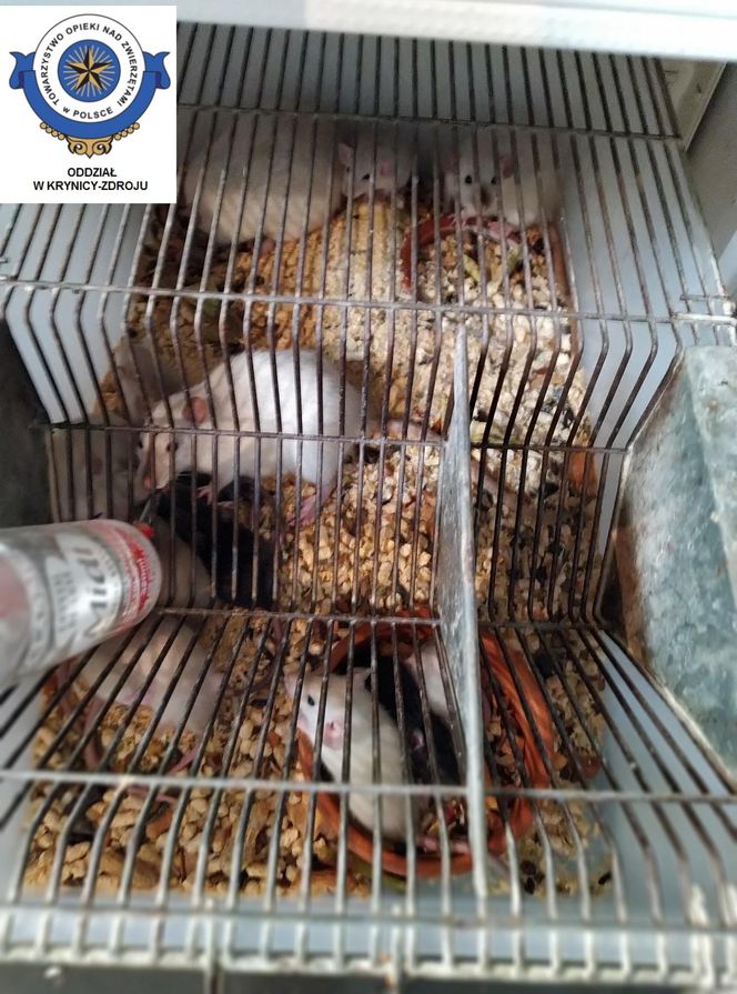 Dramatyczna interwencja w sklepie zoologicznym na Śląsku. Zwierzęta przetrzymywane w skandalicznych warunkach