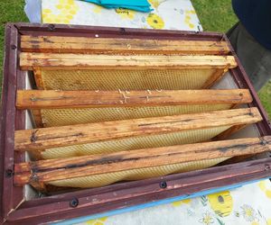 4. Miejskie Miodobranie w Zamościu