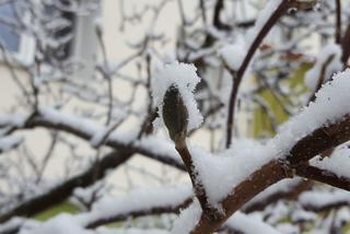 Dziś (19.03.) ostatni dzień zimy. Jutro (20.03.) początek astronomicznej wiosny