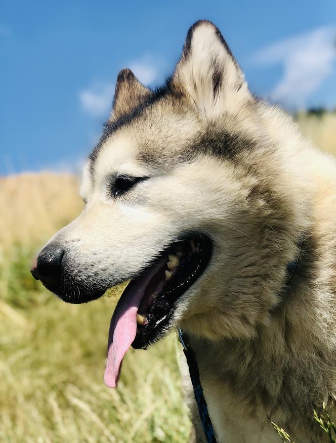 Wielichowska wyczesała psa na maksa