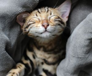 Słodkie imiona dla kotek