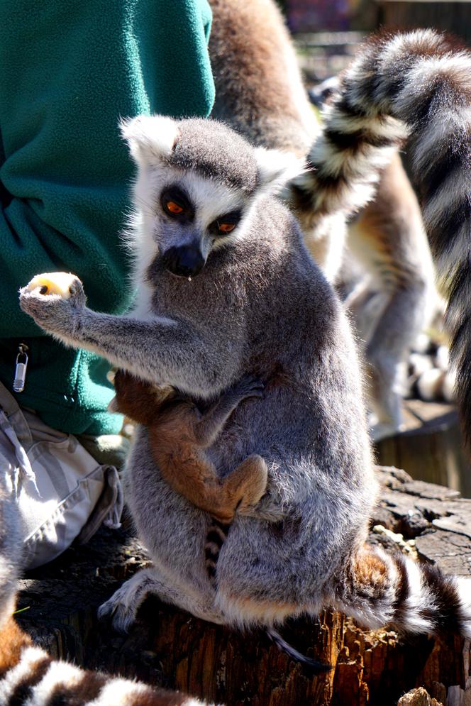 Sześć małych królów Julianów we wrocławskim zoo