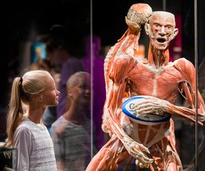 Kontrowersyjna wystawa Body Worlds wraca do Katowic. Zobaczymy ją w galerii Szyb Wilson