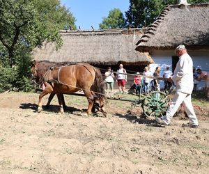 W skansenie w Lublinie pokazali, jak dawniej wyglądały wykopki kartoflane