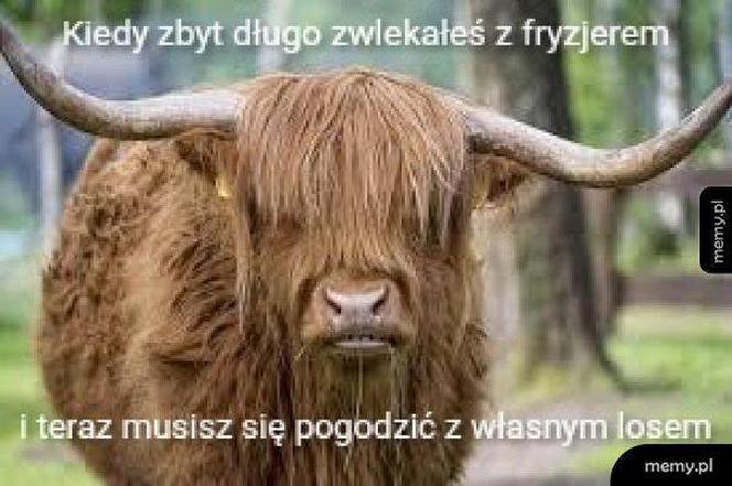 Fryzjerzy na kwarantannie: MEMY. W oczekiwaniu, kiedy otworzą salony fryzjerskie