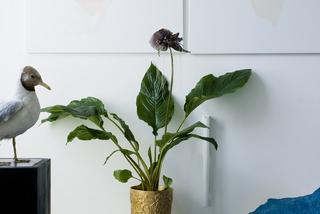 Rośliny w mieszkaniu