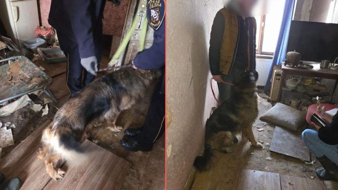 Psy w tragicznych warunkach