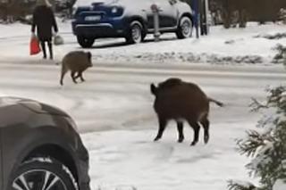 Dziki chciały wyrwać kobiecie reklamówkę z zakupami