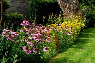 Kwiaty przyciągające owady. Zdjęcia