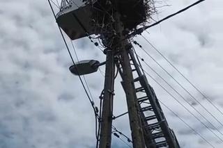 Strażacy z Przemyśla uratowali bocianie pisklę, którego mama zginęła