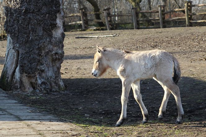  Warszawskie zoo ma nowego mieszkańca. To trzecie dziecko Primy i Larsa
