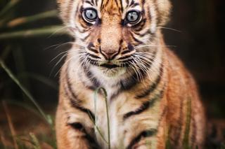 Ta śliczna tygrysica nasz opuszcza 