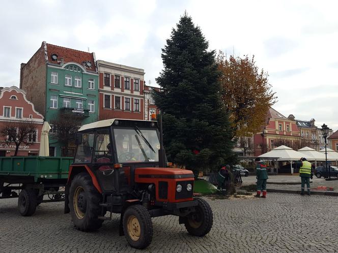 ​Leszno szykuje się na święta. Na rynku przy ratuszu stanęła choinka