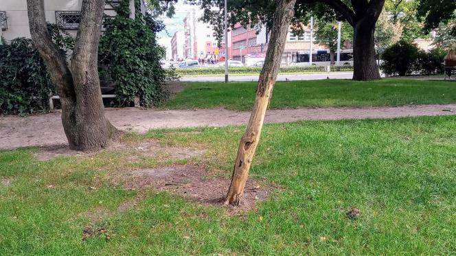 Ktoś celowo okalecza drzewa w centrum Szczecina