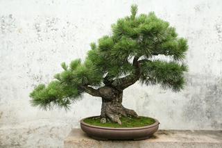 Drzewko bonsai. Historia stylu, gatunki, pielęgnacja. Jak zacząć?   