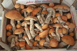 Grzyby w województwie śląskim w sierpniu 2024