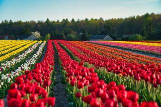 To nie Keukenhof, to Polska! „Mała Holandia” ukryta w świętokrzyskim zachwyca turystów