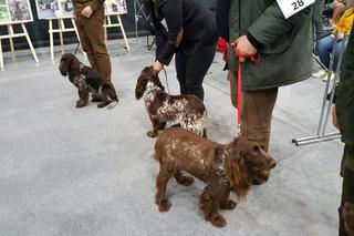 Tysiące psów i odwiedzających. II Międzynarodowa wystawa Psów Rasowych odbyła się w Bydgoszczy